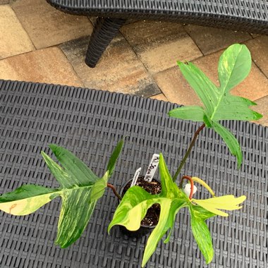 Philodendron 'Florida Beauty' Variegata