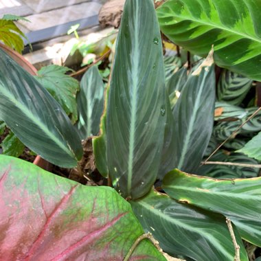  Stromanthe sanguinea