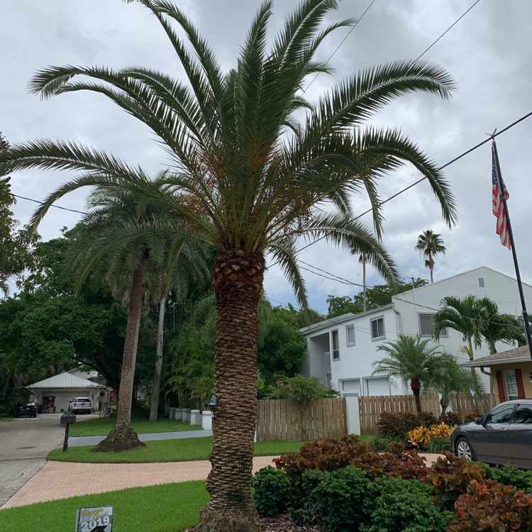 Plant image Phoenix Canariensis