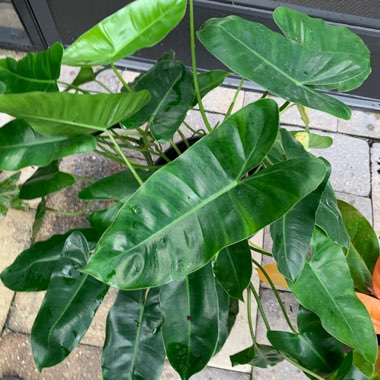 Philodendron 'Burle Marx'