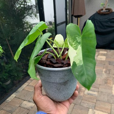 Philodendron Burle Marx variegated