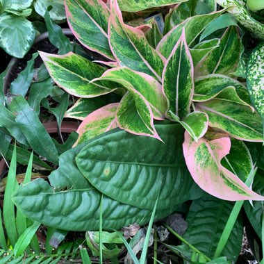 Aglaonema 'Siam'