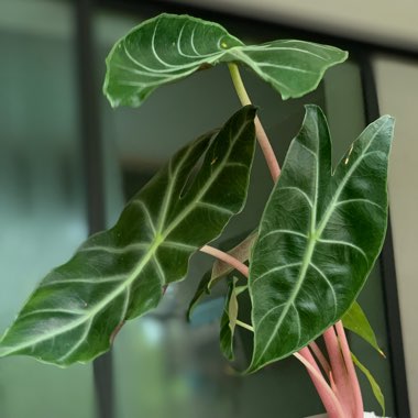 Alocasia Baginda 