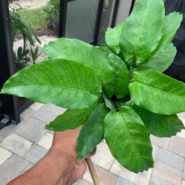 Calathea 'Network'