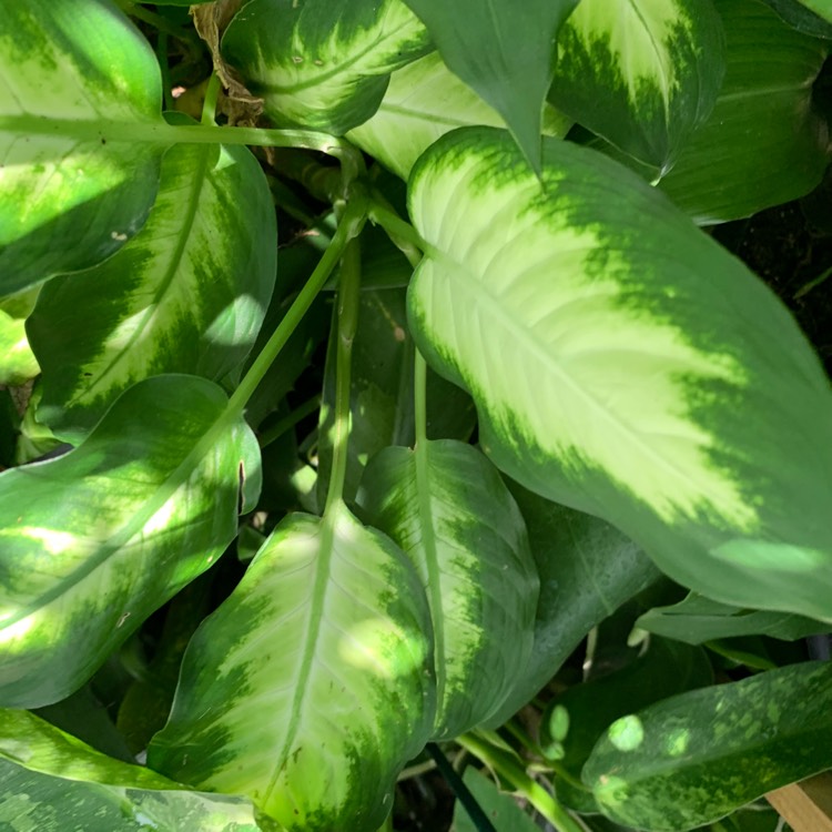 Plant image Dieffenbachia hybrida 'Tropic Marianne'