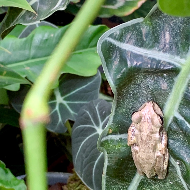 Plant image Alocasia reginula