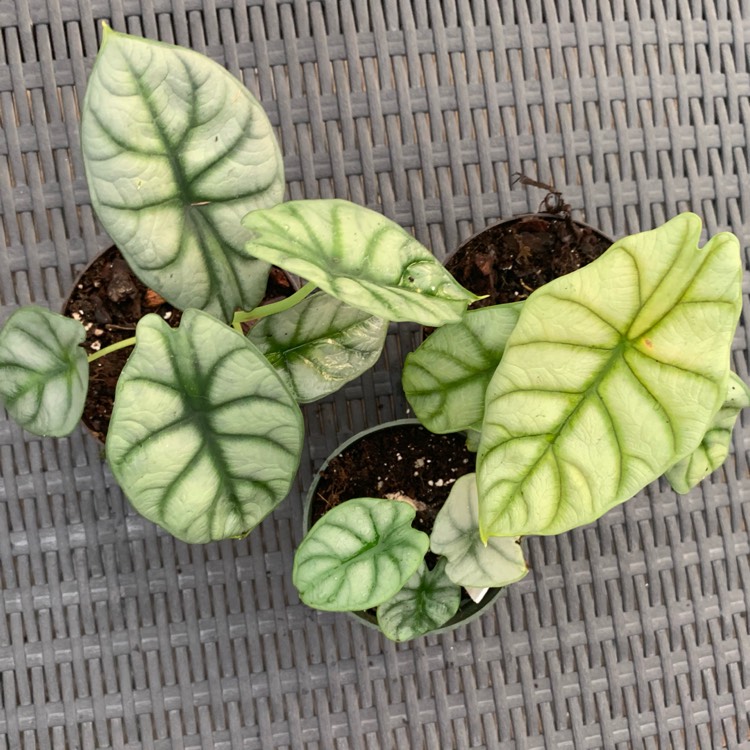 Plant image Alocasia 'Silver Dragon'