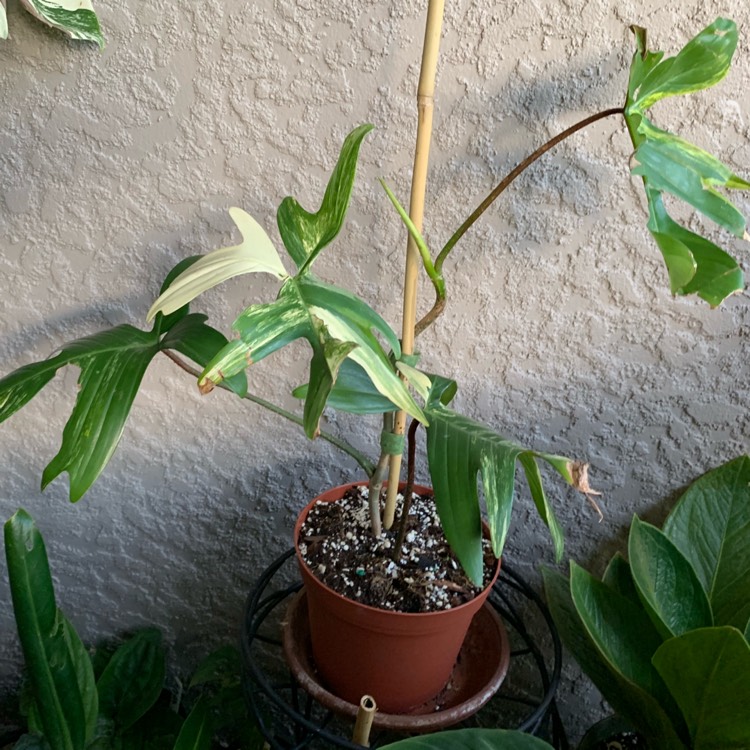 Plant image Philodendron 'Florida Beauty' Variegata