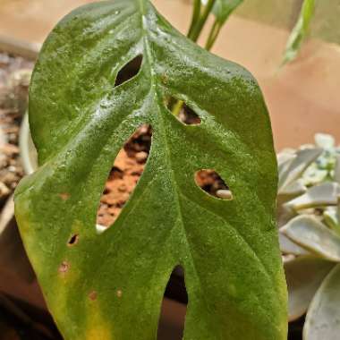 Monstera deliciosa