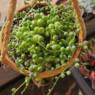 Senecio rowleyanus