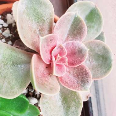 Echeveria Perle Von Nurnberg