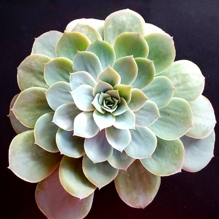 Plant image Echeveria Domingo