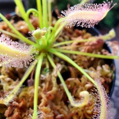 Drosera Capensis Alba