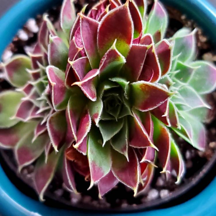 Plant image Sempervivum Bronco