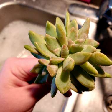 Graptopetalum Paraguayense subsp. Paraguayense