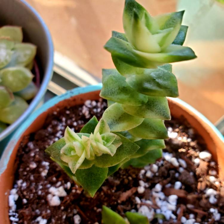 Crassula Perforata Variegata, Variegated String Of Buttons - uploaded ...