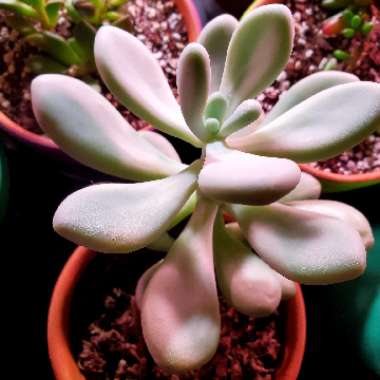 Pachyphytum bracteosum