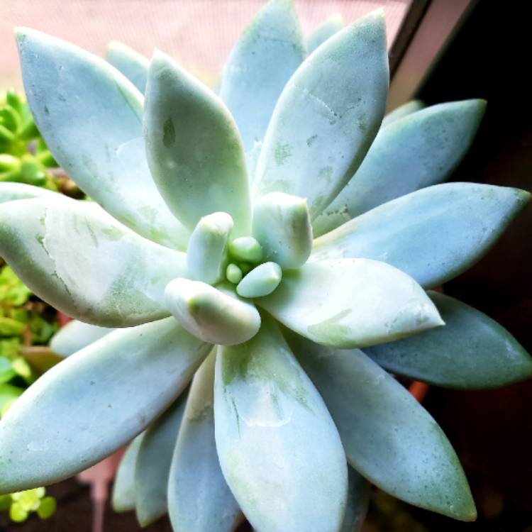 Plant image Pachyphytum Moon Silver