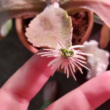 Kalanchoe Gastonis-bonnieri