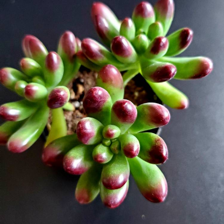 Plant image Sedum 'Pachyphyllum Hybrid