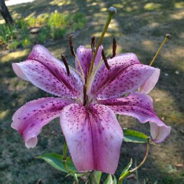 Lilium (Asiatic)