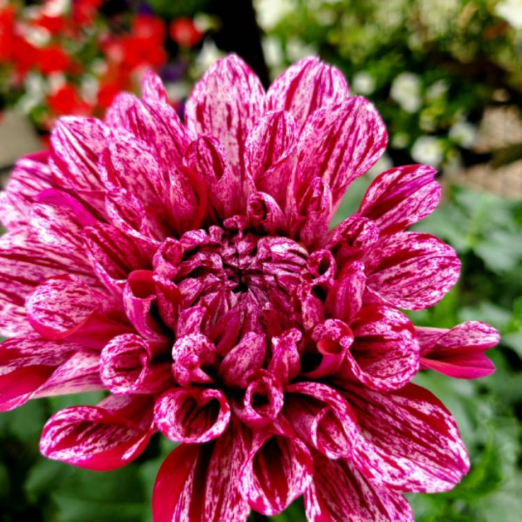 Plant image Dahlia 'GoGo Speckled Pink'