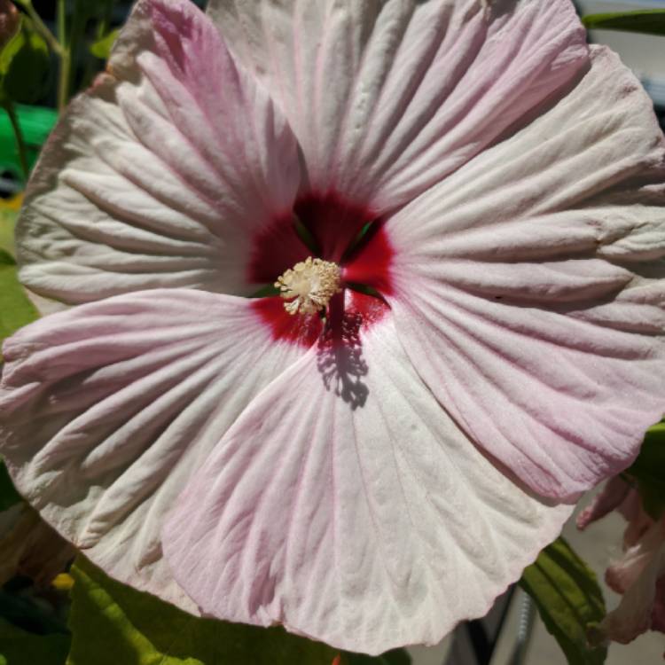 Plant image Hibiscus rosa-sinensis 'Adonis Pink'