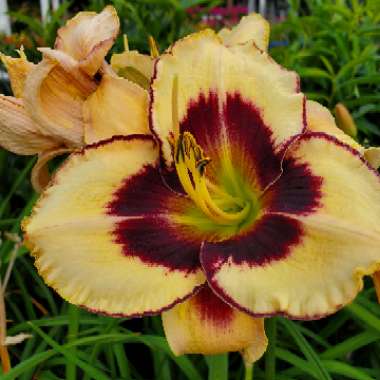 Daylily