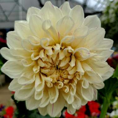 Dahlia 'Cafe au Lait' (Decorative)