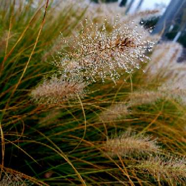 Dwarf Fountain Grass