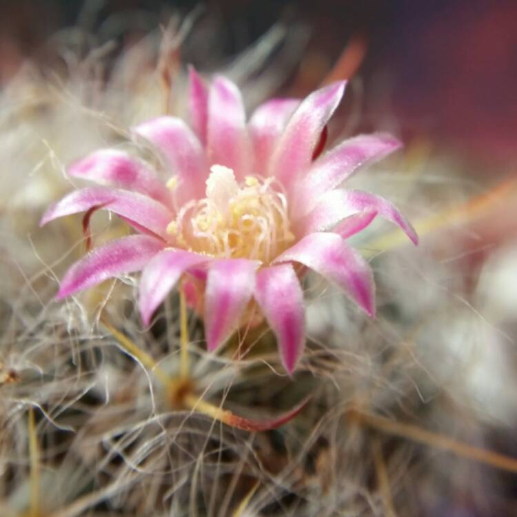 Plant image Mammillaria bocasana