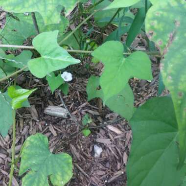 Ipomoea lacunosa