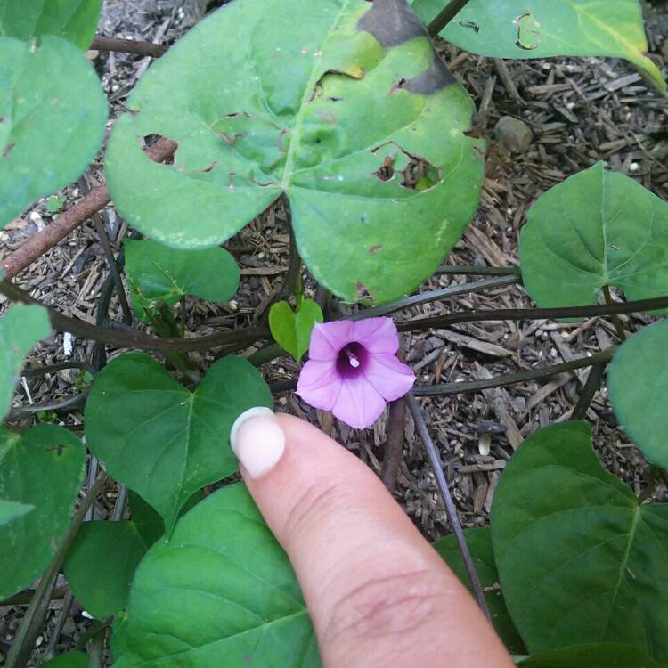 Plant image Ipomoea lacunosa