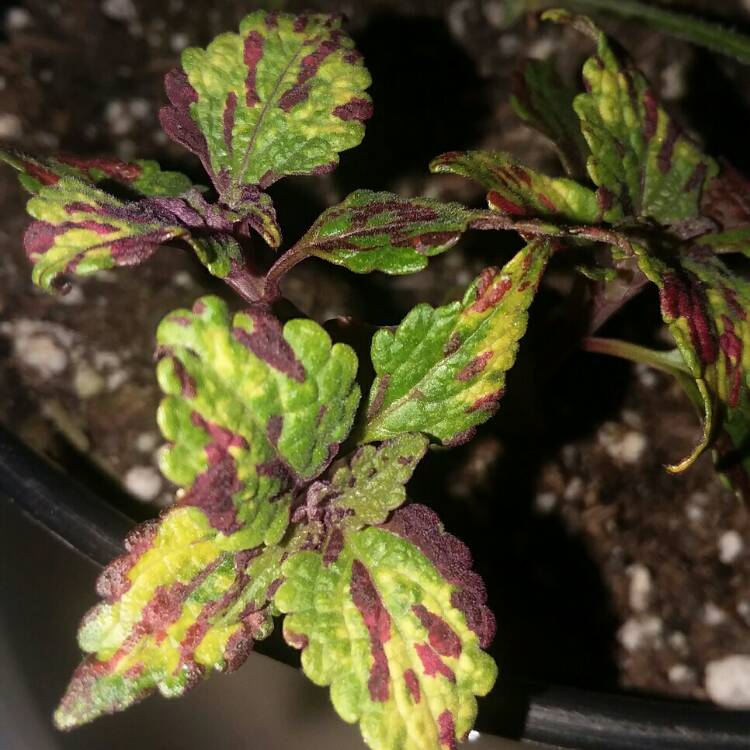 Plant image Plectranthus scutellarioides 'Combat'