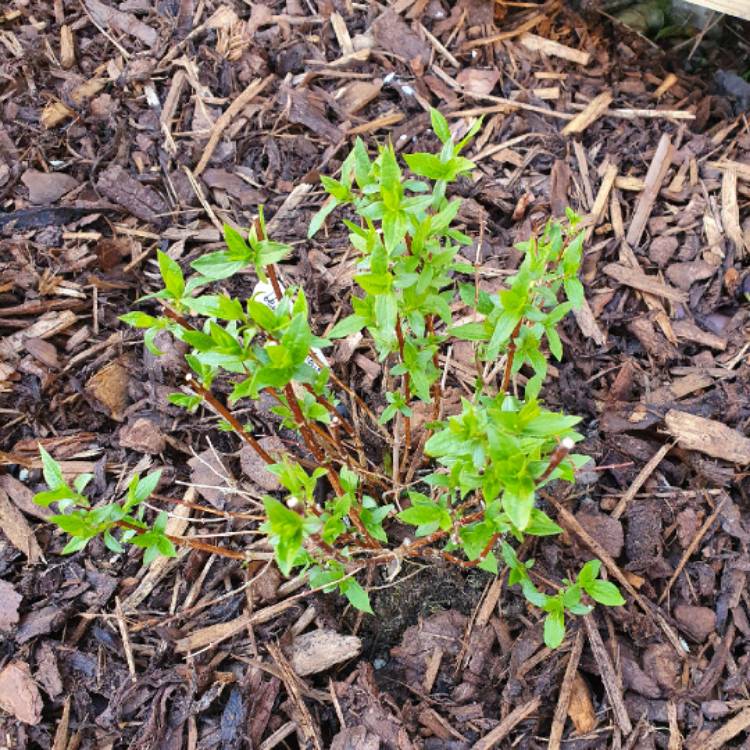 Plant image Deutzia x hybrida 'Mont Rose'