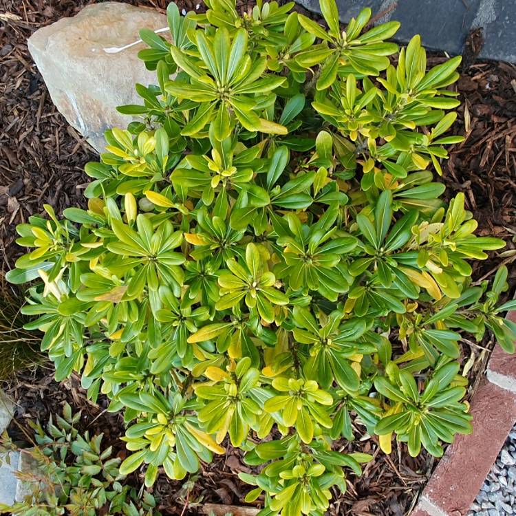 Plant image Pittosporum tobira