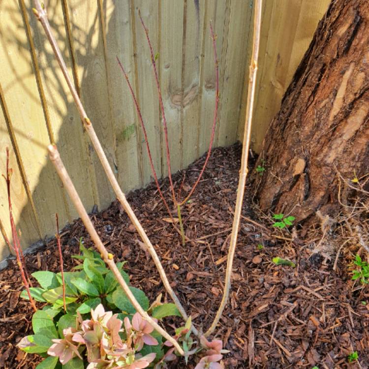 Plant image Viburnum opulus