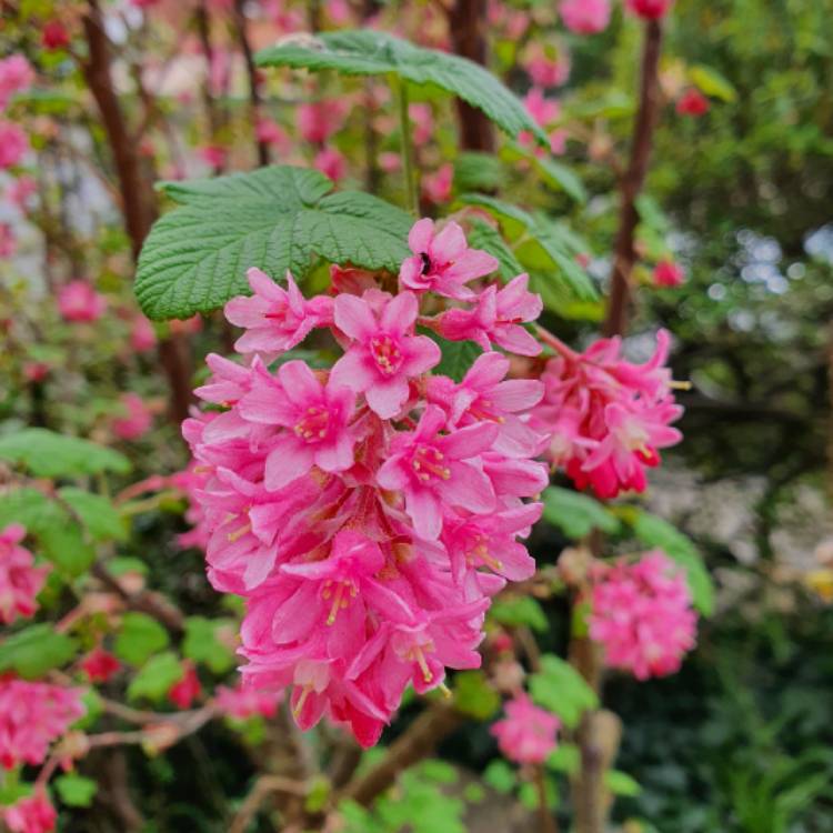 Plant image Ribes sanguineum 'King Edward VII'