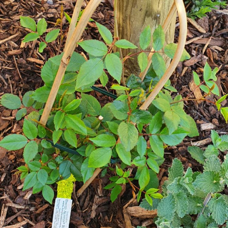 Plant image Rosa 'Félicité Perpétue' syn. Rosa 'Félicité et Perpétue', Rosa 'Lily Ito', Rosa 'Seven Sisters'