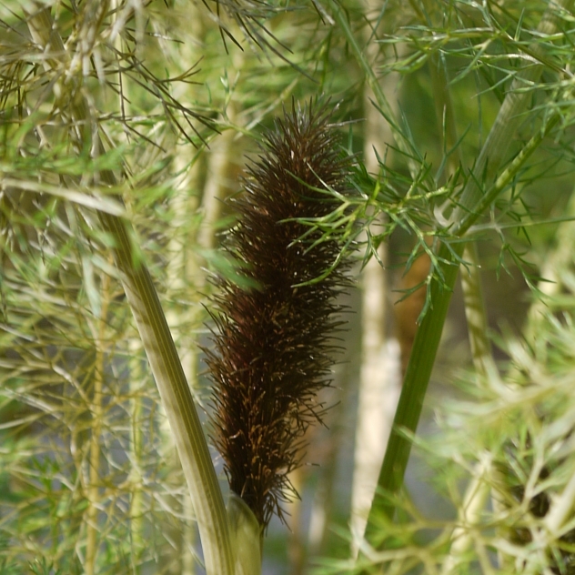 Plant image Foeniculum vulgare 'Giant Bronze' syn. Ferula 'Giant Bronze', Ferula communis 'Giant Bronze'