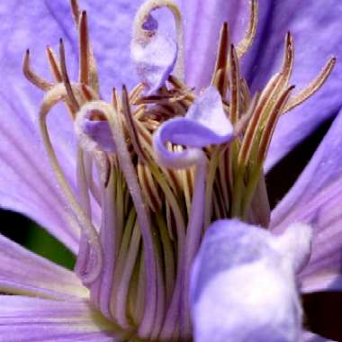 Clematis 'Mrs Cholmondeley'