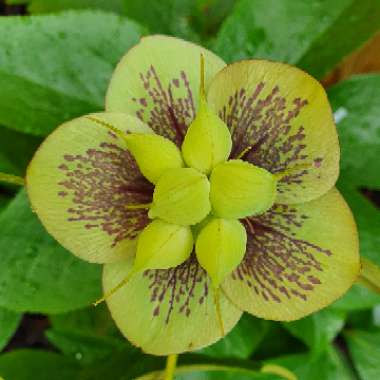 Helleborus x hybridus 'Harvington Pink Speckled'