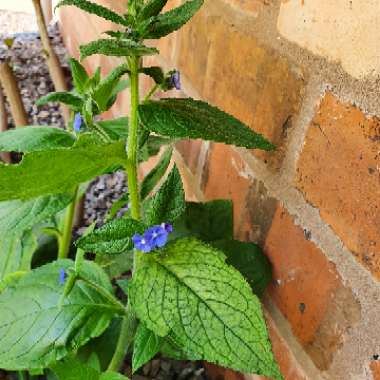 Pentaglottis Sempervirens