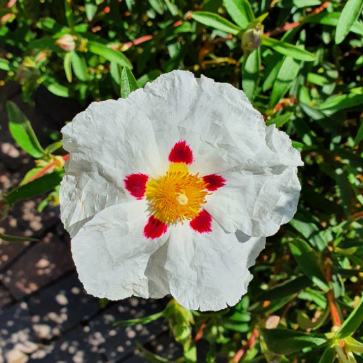 Plant image Cistus x dansereaui 'Decumbens' syn. Cistus x lusitanicus 'Decumbens'