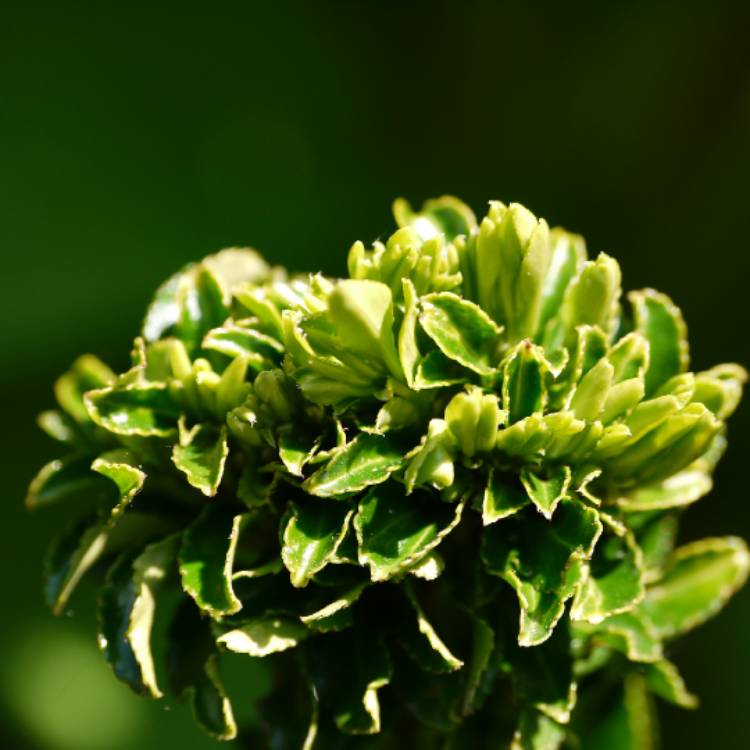 Plant image Euonymus japonicus 'Green Spire'