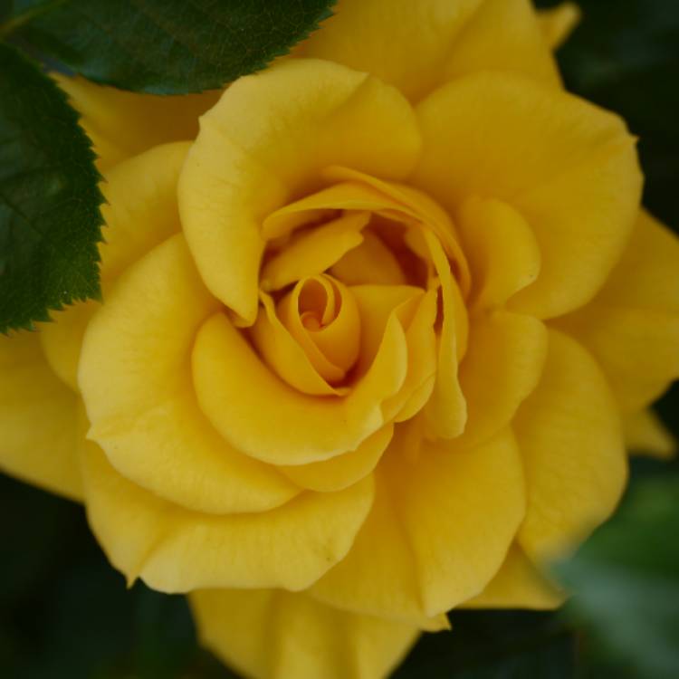 Plant image Rosa 'Fryneon' syn. Rosa 'Flower Power Gold'