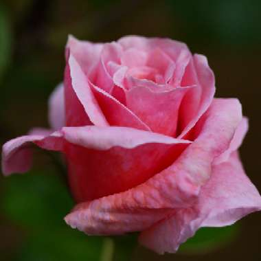 Rosa 'English Princess'