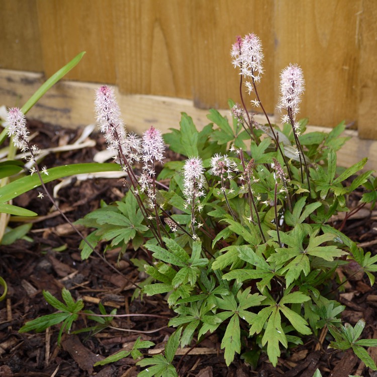 Plant image Tiarella 'Raspberry Sundae' (Fox Series)