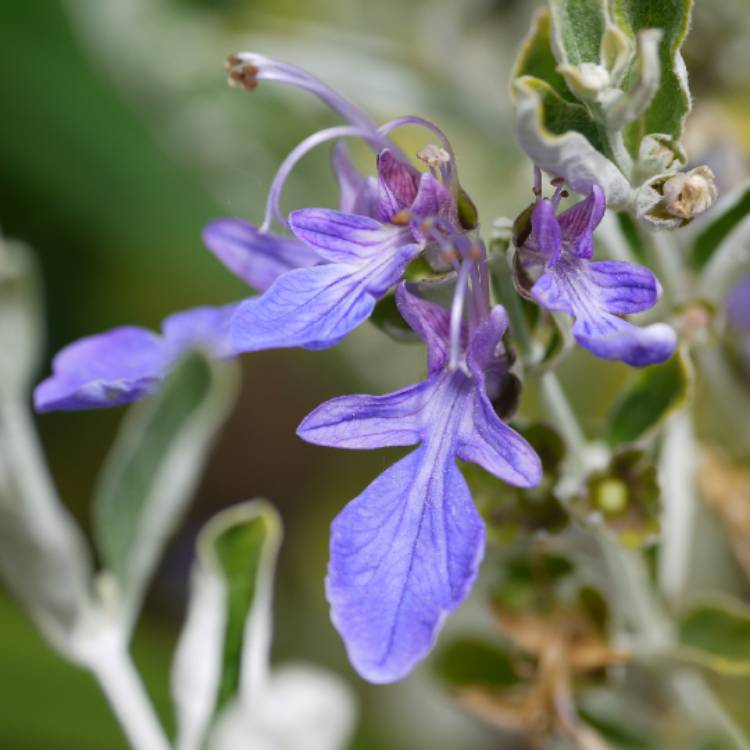 Plant image Teucrium fruticans 'Azureum'