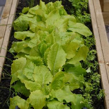 Lactuca Sativa 'Iceberg'